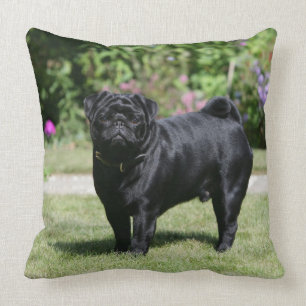 Black Pug Standing View Camera Kussen