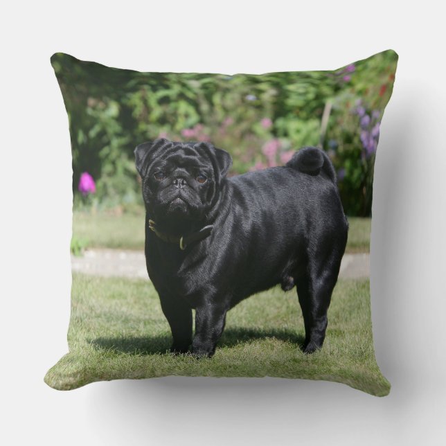 Black Pug Standing View Camera Kussen (Voorkant)