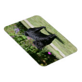 Black Pug Standing View Camera Magneet (Rechterzijde)