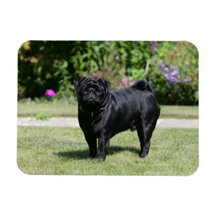 Black Pug Standing View Camera Magneet