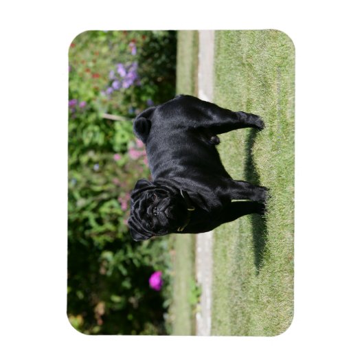 Black Pug Standing View Camera Magneet (Verticaal)
