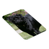 Black Pug Standing View Camera Magneet (Rechterzijde)