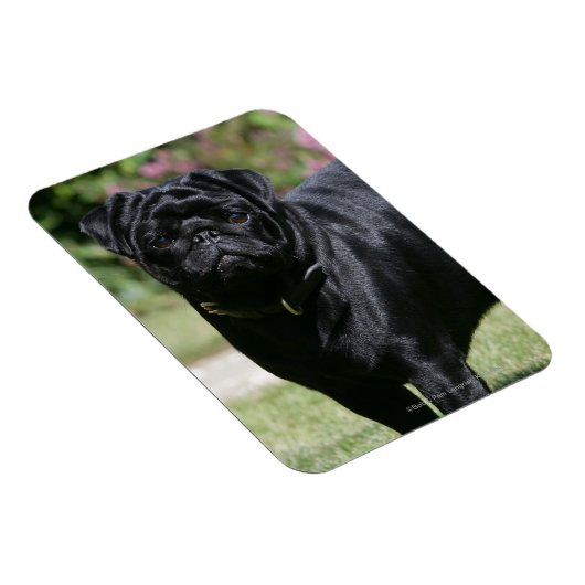 Black Pug Standing View Camera Magneet (Rechterzijde)