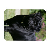 Black Pug Standing View Camera Magneet (Horizontaal)