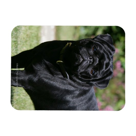Black Pug Standing View Camera Magneet (Horizontaal)