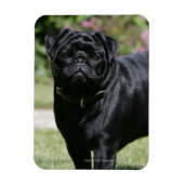 Black Pug Standing View Camera Magneet (Verticaal)