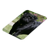 Black Pug Standing View Camera Magneet (Linkerzijde)