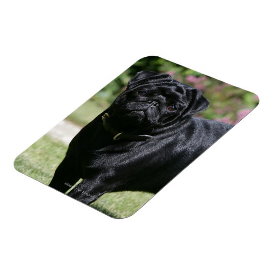 Black Pug Standing View Camera Magneet (Linkerzijde)