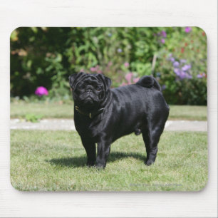 Black Pug Standing View Camera Muismat