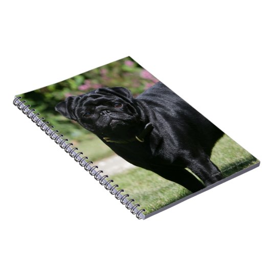 Black Pug Standing View Camera Notitieboek (Rechterzijde)