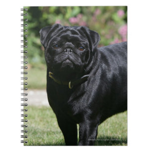 Black Pug Standing View Camera Notitieboek