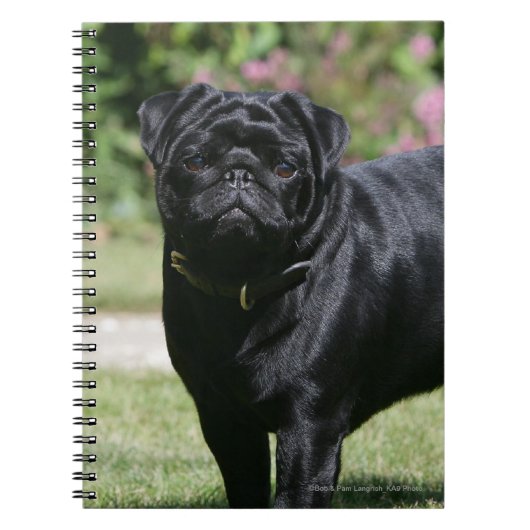 Black Pug Standing View Camera Notitieboek (Voorkant)