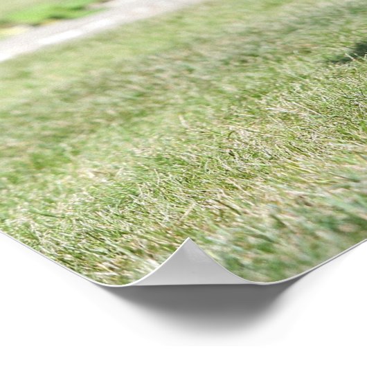 Black Pug Standing View Camera Poster (Hoek)