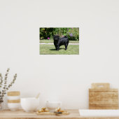 Black Pug Standing View Camera Poster (Keuken)