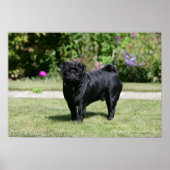 Black Pug Standing View Camera Poster (Voorkant)