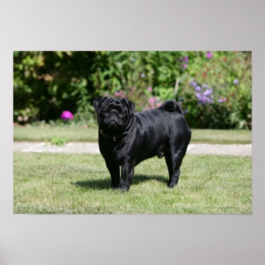 Black Pug Standing View Camera Poster (Voorkant)