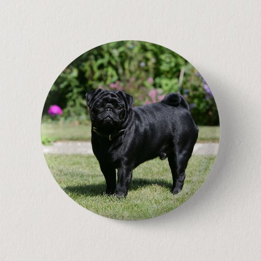 Black Pug Standing View Camera Ronde Button 5,7 Cm (Voorkant)