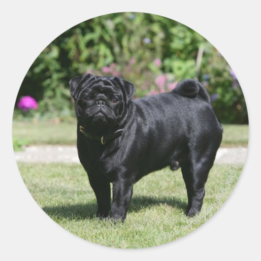 Black Pug Standing View Camera Ronde Sticker (Voorkant)