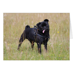 Black Pug Stikking Out Tounge