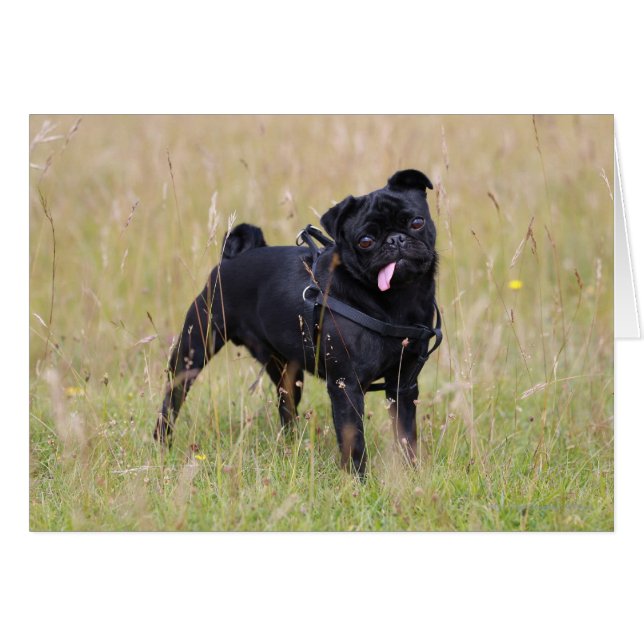 Black Pug Stikking Out Tounge (Voorkant Horizontaal)