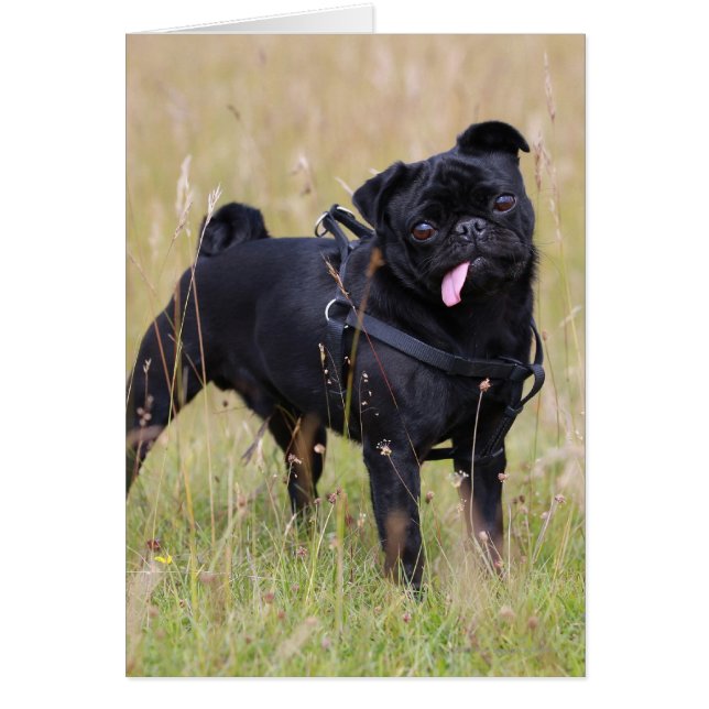 Black Pug Stikking Out Tounge (Voorkant)