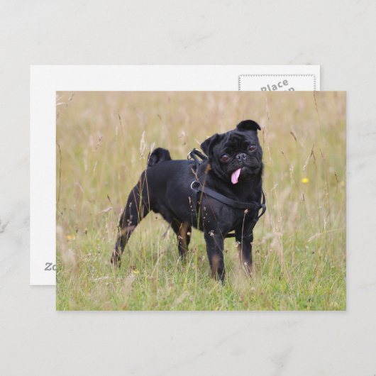 Black Pug Stikking Out Tounge Briefkaart (Voorkant / Achterkant)