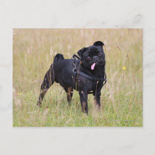 Black Pug Stikking Out Tounge Briefkaart (Voorkant)