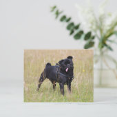 Black Pug Stikking Out Tounge Briefkaart (Staand voorkant)