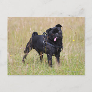 Black Pug Stikking Out Tounge Briefkaart