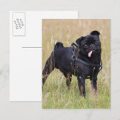 Black Pug Stikking Out Tounge Briefkaart (Voorkant / Achterkant)