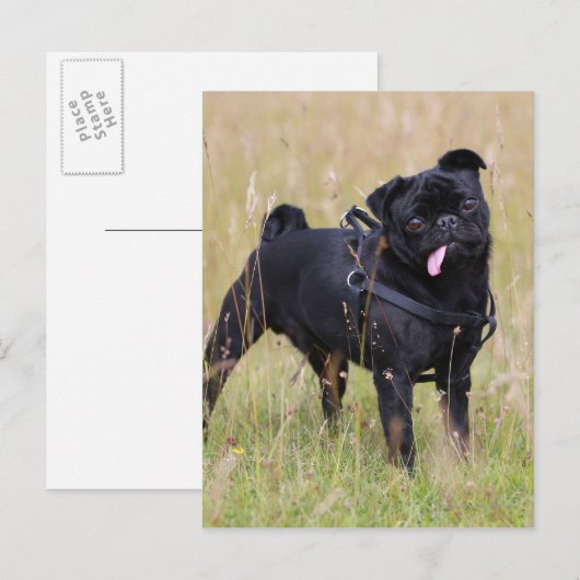 Black Pug Stikking Out Tounge Briefkaart (Voorkant / Achterkant)