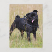Black Pug Stikking Out Tounge Briefkaart (Voorkant)