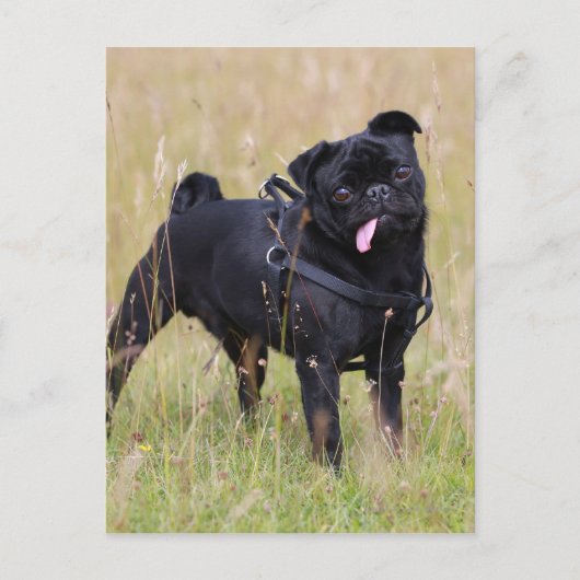 Black Pug Stikking Out Tounge Briefkaart (Voorkant)