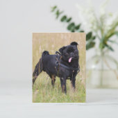 Black Pug Stikking Out Tounge Briefkaart (Staand voorkant)