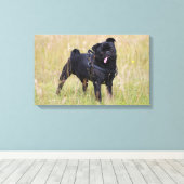 Black Pug Stikking Out Tounge Canvas Afdruk (Insitu (Houten vloer))