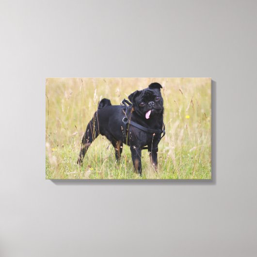 Black Pug Stikking Out Tounge Canvas Afdruk (Voorkant)
