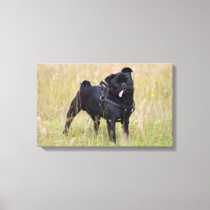 Black Pug Stikking Out Tounge Canvas Afdruk