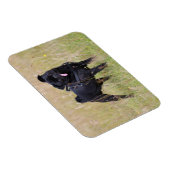 Black Pug Stikking Out Tounge Magneet (Rechterzijde)