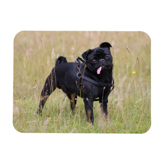 Black Pug Stikking Out Tounge Magneet (Horizontaal)