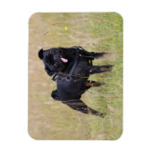 Black Pug Stikking Out Tounge Magneet (Verticaal)