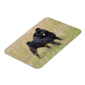 Black Pug Stikking Out Tounge Magneet (Linkerzijde)