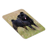 Black Pug Stikking Out Tounge Magneet (Rechterzijde)