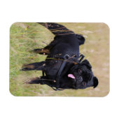 Black Pug Stikking Out Tounge Magneet (Horizontaal)