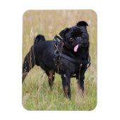 Black Pug Stikking Out Tounge Magneet (Verticaal)