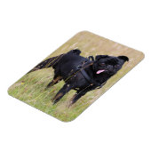 Black Pug Stikking Out Tounge Magneet (Linkerzijde)