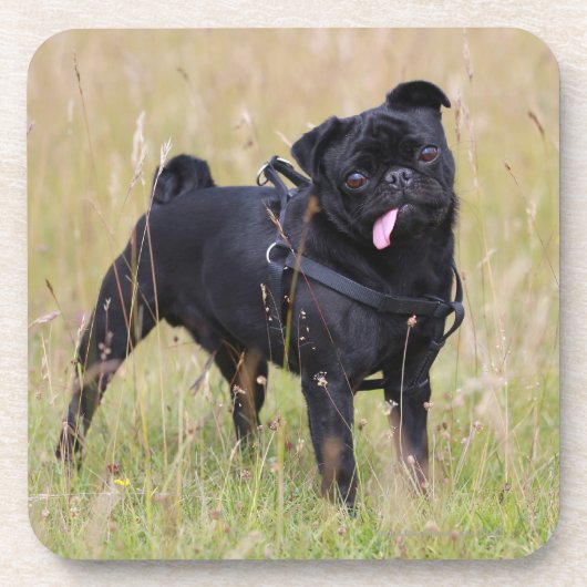 Black Pug Stikking Out Tounge Onderzetter (Voorkant)