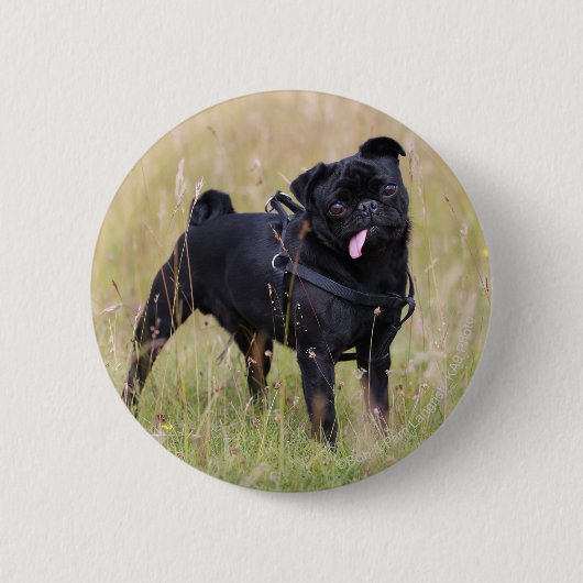 Black Pug Stikking Out Tounge Ronde Button 5,7 Cm (Voorkant)