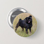 Black Pug Stikking Out Tounge Ronde Button 5,7 Cm (Voorkant /achterkant)