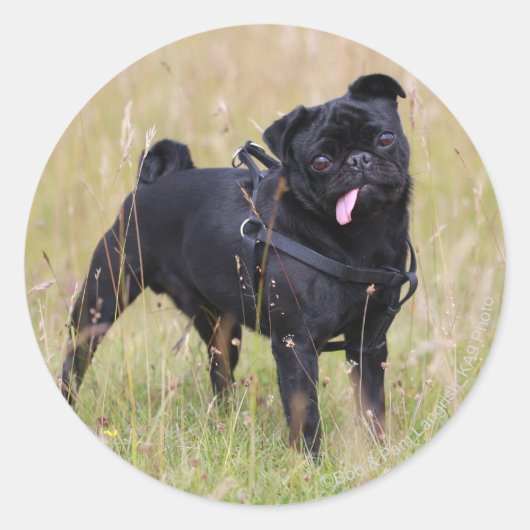 Black Pug Stikking Out Tounge Ronde Sticker (Voorkant)