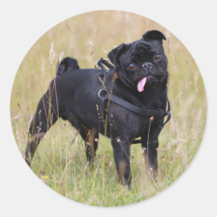 Black Pug Stikking Out Tounge Ronde Sticker